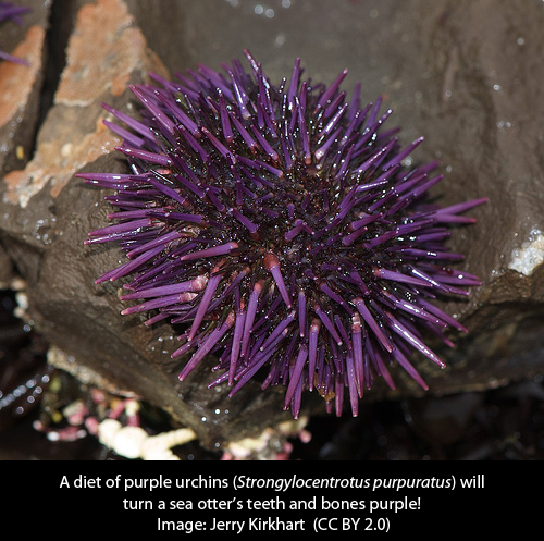 purple urchin
