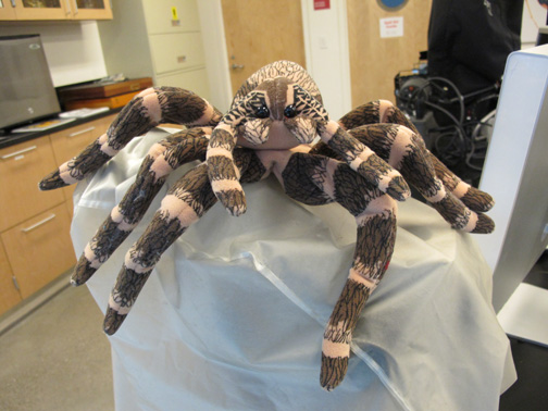 spider puppet