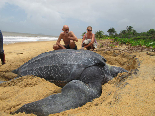 leatherback  Sao Tome 1998