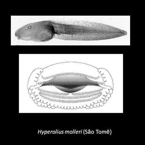 Hyperolius molleri ST