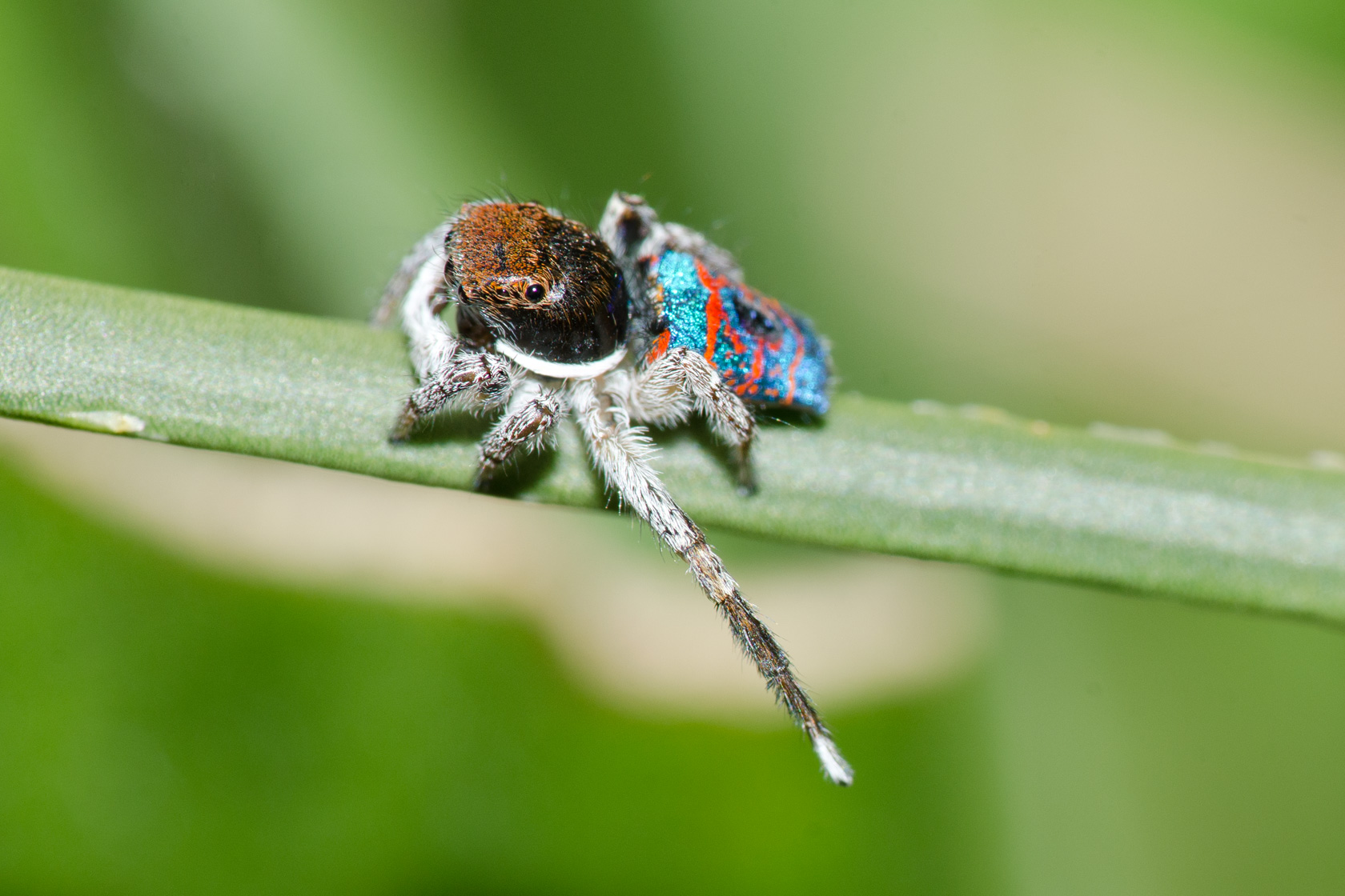 Bubble helps spider live a life aquatic › News in Science (ABC Science)