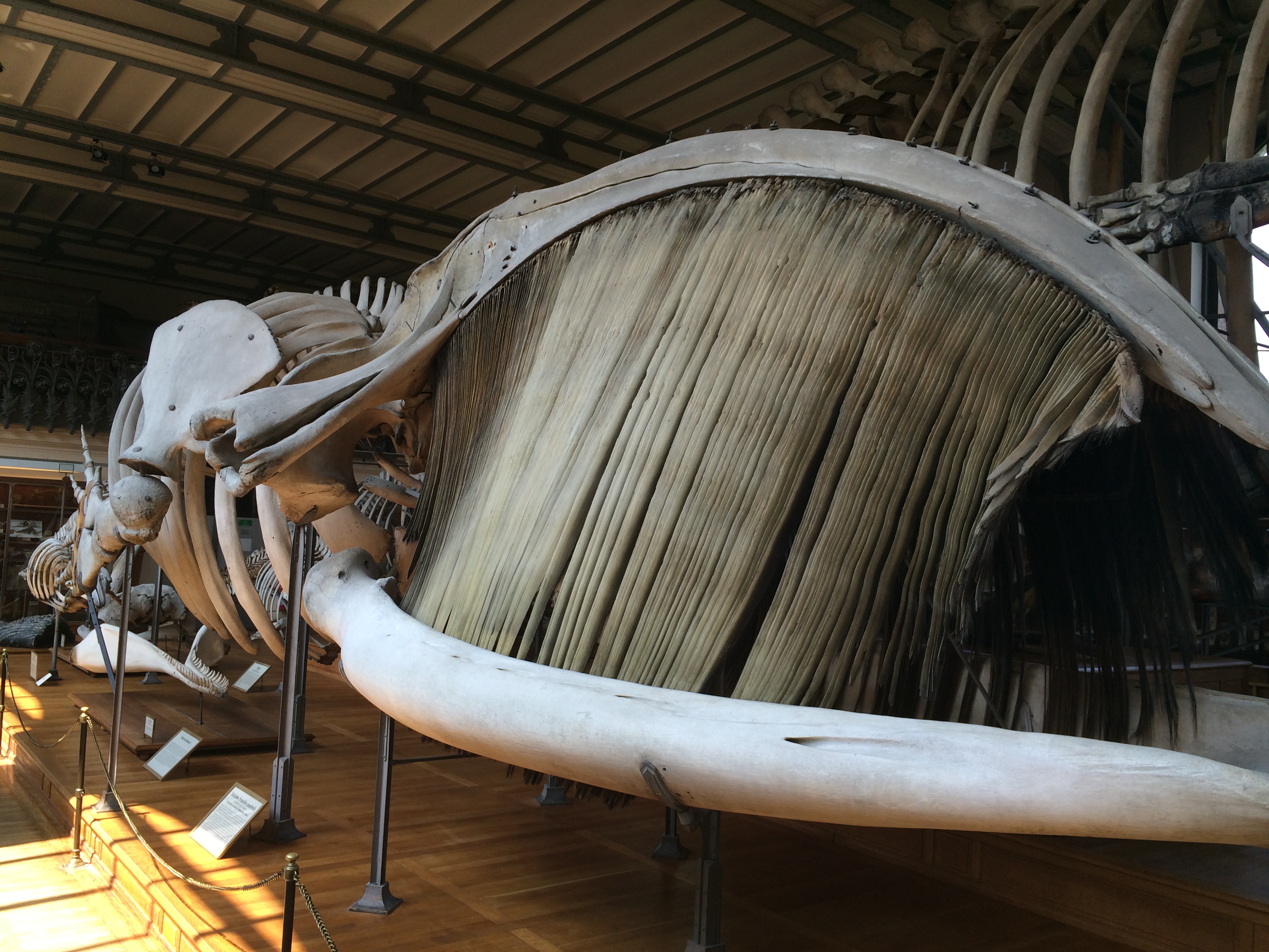 Skeleton - Baleines en direct