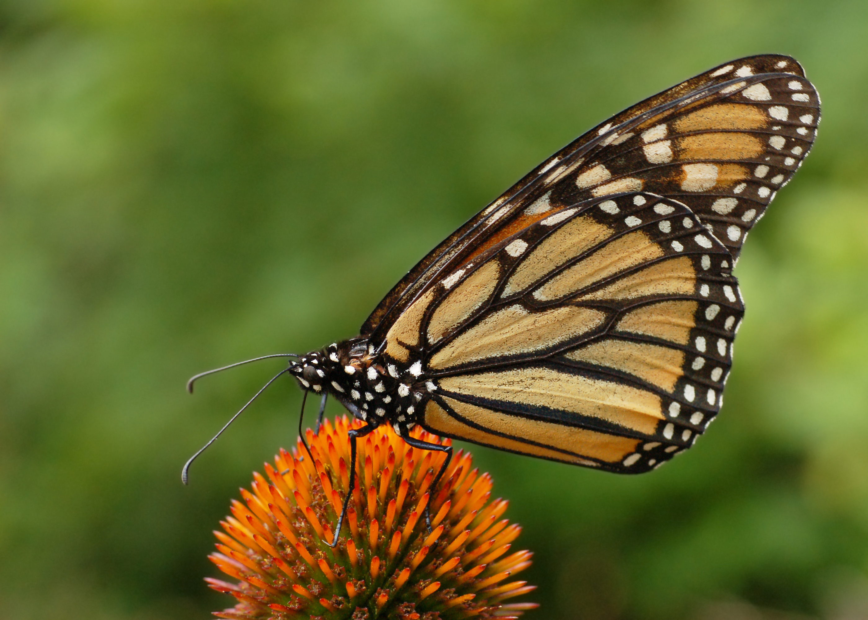 Monarch_Butterfly_Danaus_plexippus_on_Echinacea_purpurea_2800px