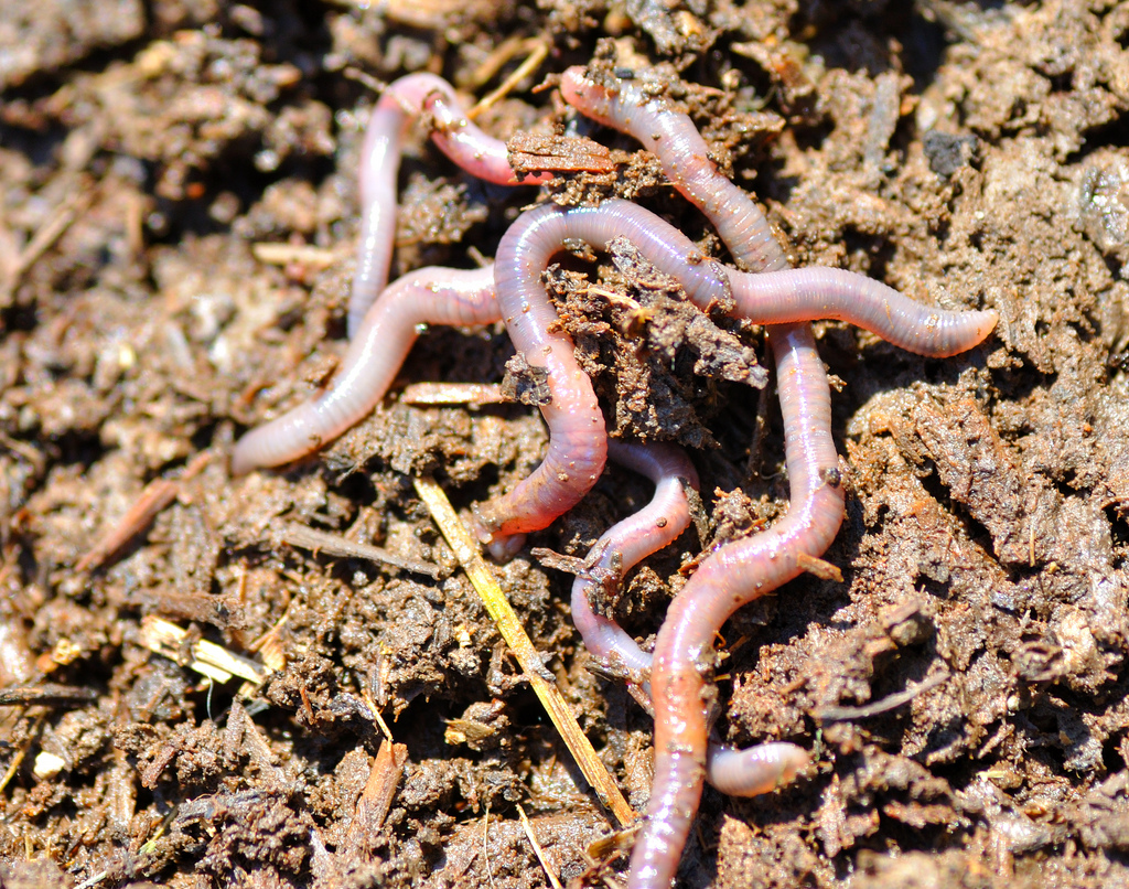 Earthworm Herd  California Academy of Sciences