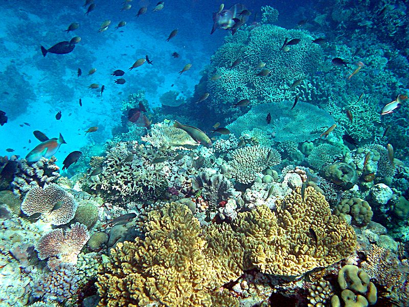 Coral_reefs_in_papua_new_guinea