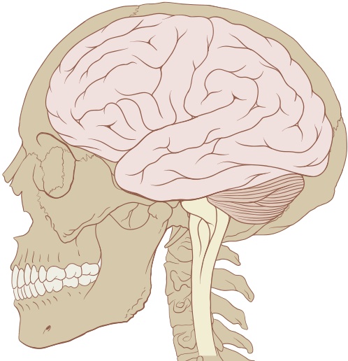 Skull_and_brain_normal_human
