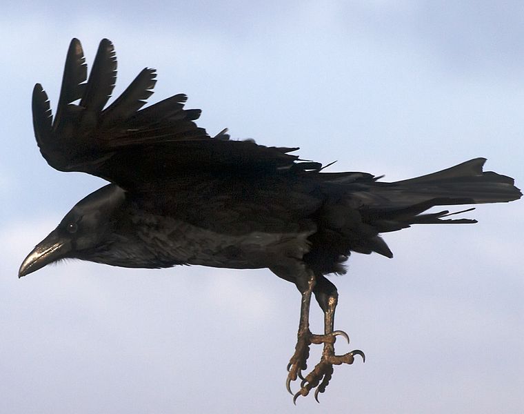 Raven_flying_2