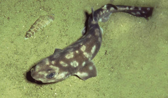 Description of a new species of deepwater catshark, Bythaelurus giddingsi sp. nov., from the GalÃ¡pagos Islands (Chondrichthyes: Carcharhiniformes: Scyliorhinidae)