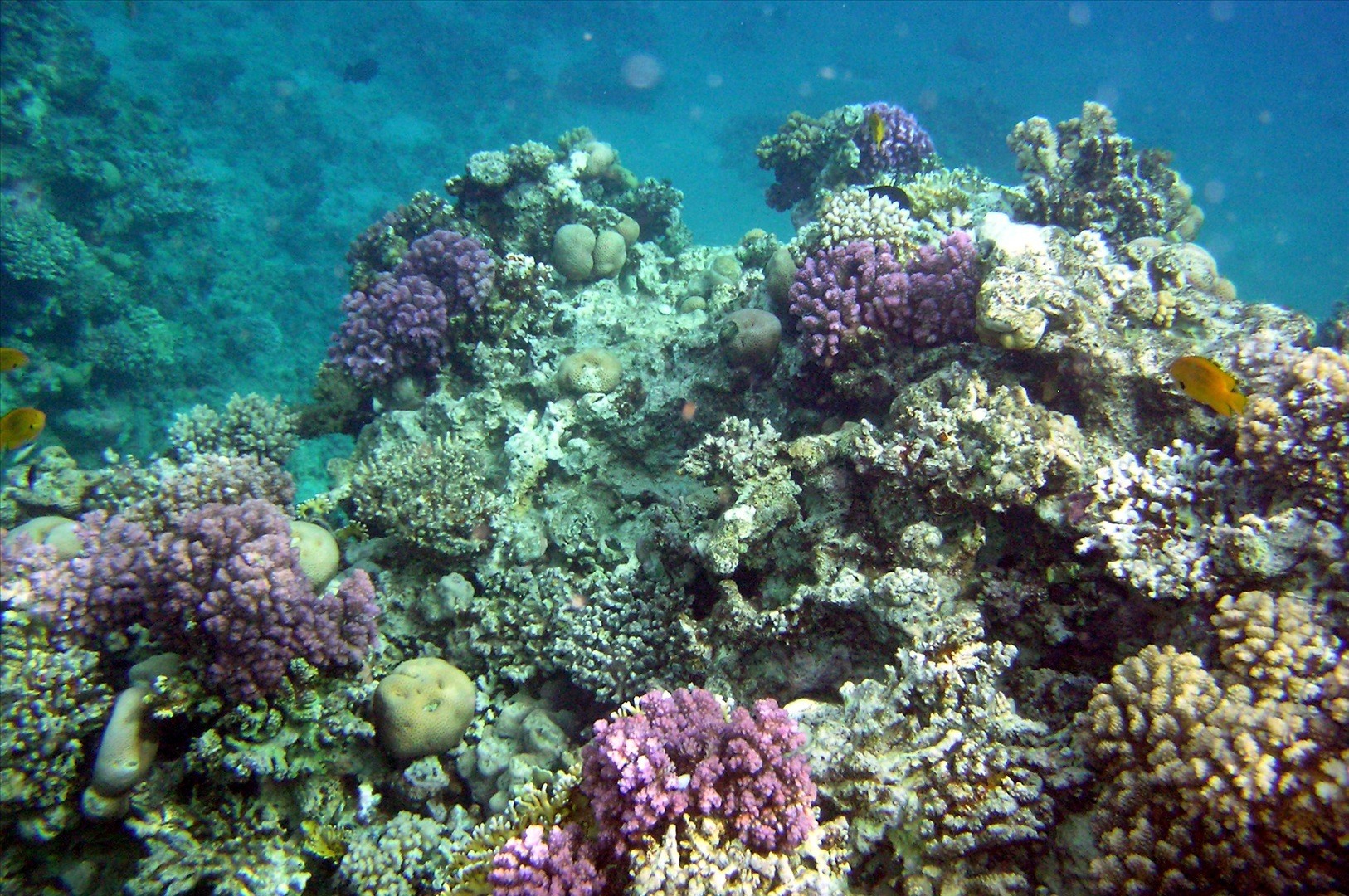 Коралловые рифы страна. Раджа Ампат кораллы. Коралловый риф Раджа-Ампат. Коралловые рифы Монерон. Коралловые острова Сейшелы.