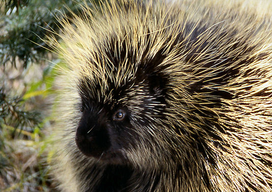 porcupine shooting quills