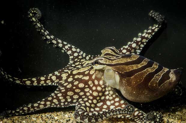 larger-pacific-striped-octopus-2