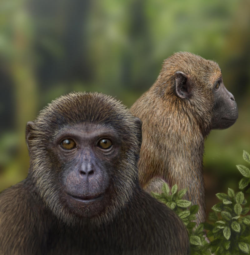 Ancient Primates | California Academy of Sciences