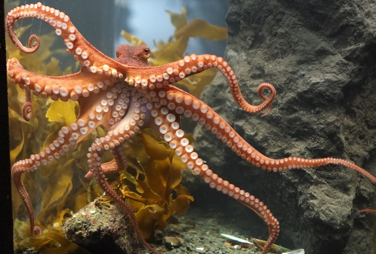 Octopus_at_Kelly_Tarltons
