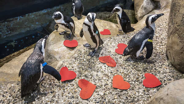 Seven African penguins (black and white with striped heads) waddle around red felt hearts in their enclosure. 