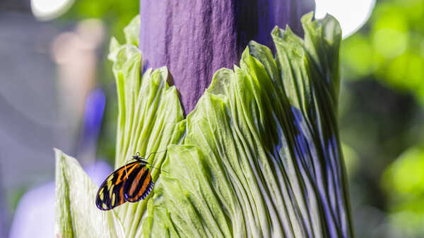 A butterfly resting on Mirage, the Academy's corpse flower