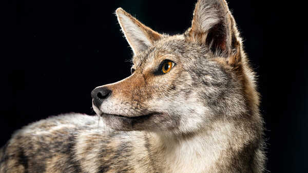 Coyote specimen against black backdrop in California State of Nature exhibition at Cal Academy. Photo by Gayle Laird