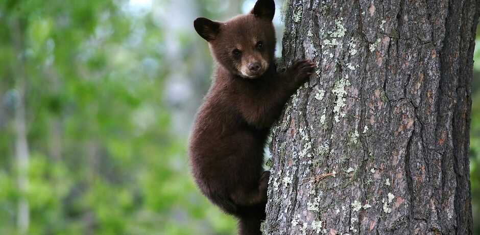 Bear cub climbing a tree in Canada's Great Bear Rainforest