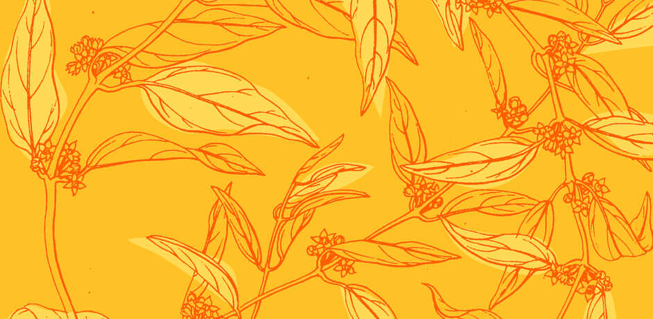 Botanical illustration against a yellow background
