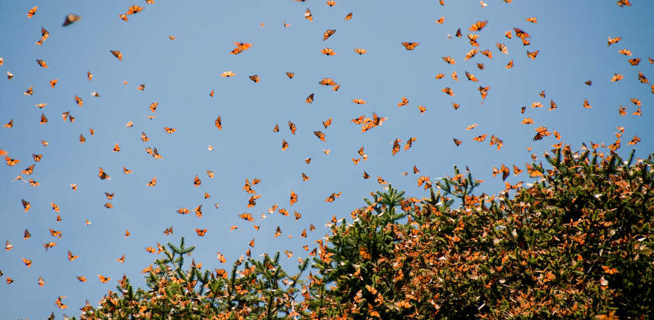 Thousands of monarch butterflies swarm in Michoacan mexico during a migration event