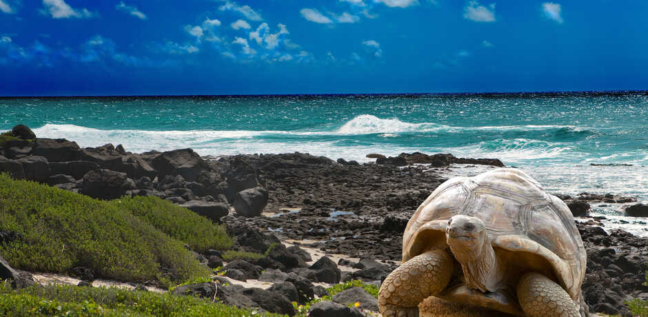 Giant tortoise on the beach on a Galapagos island