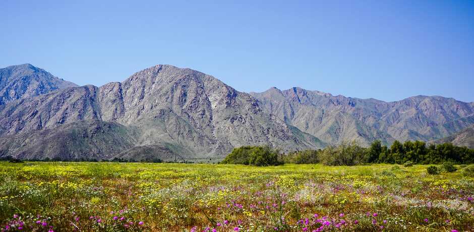 Dramatic vista in Anza Borrego state park with mountains in background and field of wildflowers in foreground