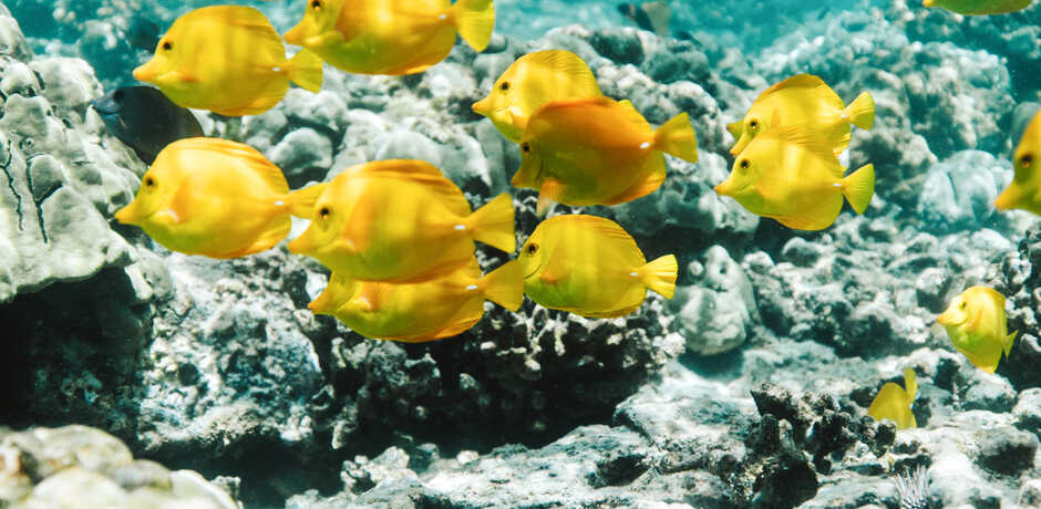 Image of fish in Hawaii