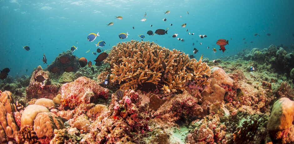 Maldives coral reef with colorful fish. Photo: Luiz Rocha © California Academy of Sciences