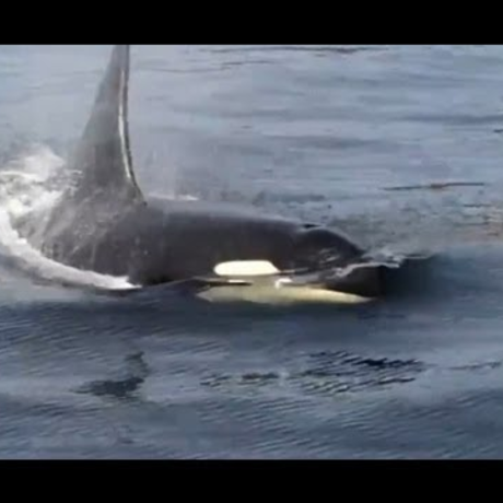 Saving the Panda of the Sea | California Academy of Sciences