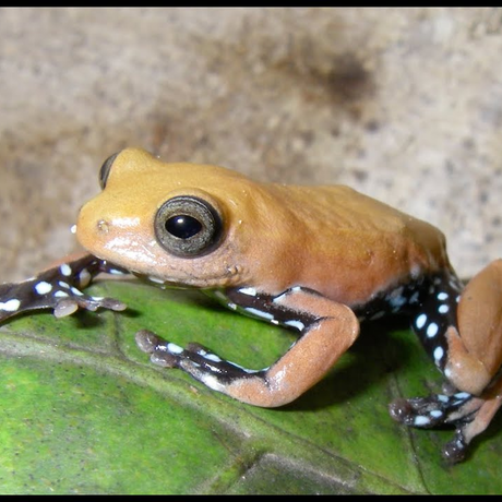 May 3: The Secret Lives of Amphibians