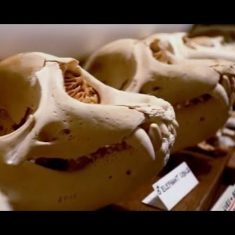 Skulls | California Academy of Sciences