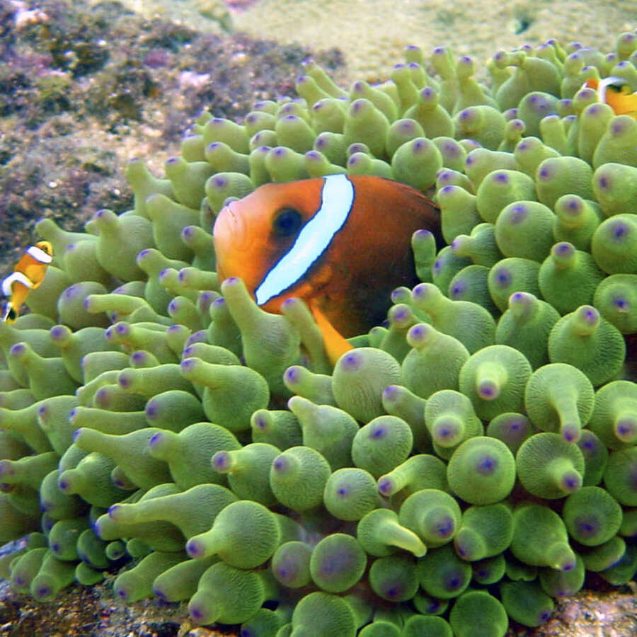 Academy Fellows California Academy Of Sciences - 