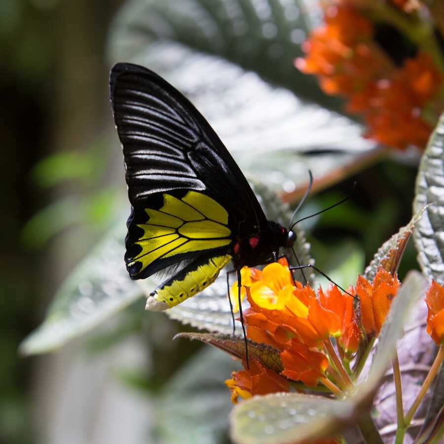 tropical rainforest butterflies