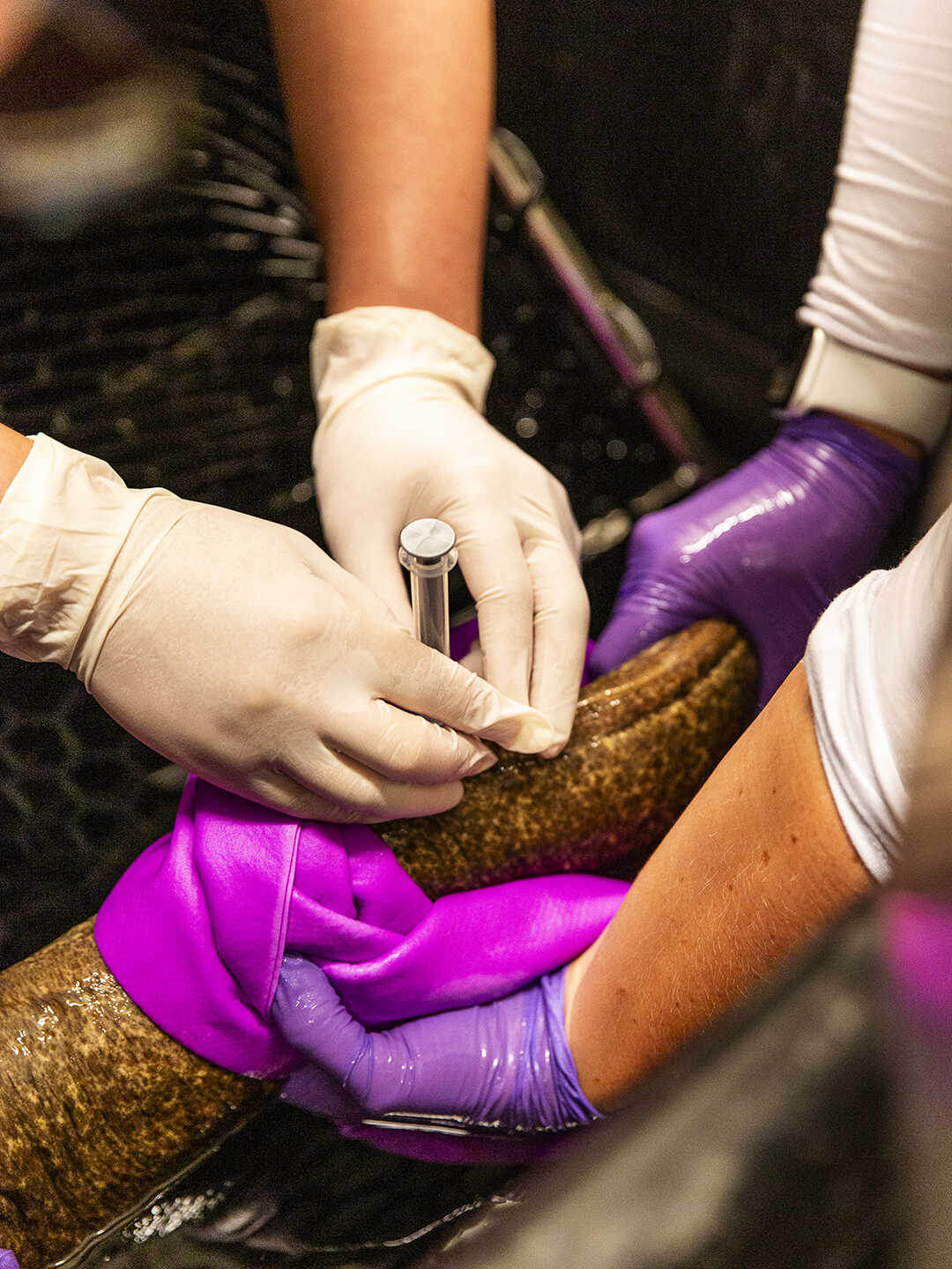 Moray eel getting blood drawn by Academy veterinarians