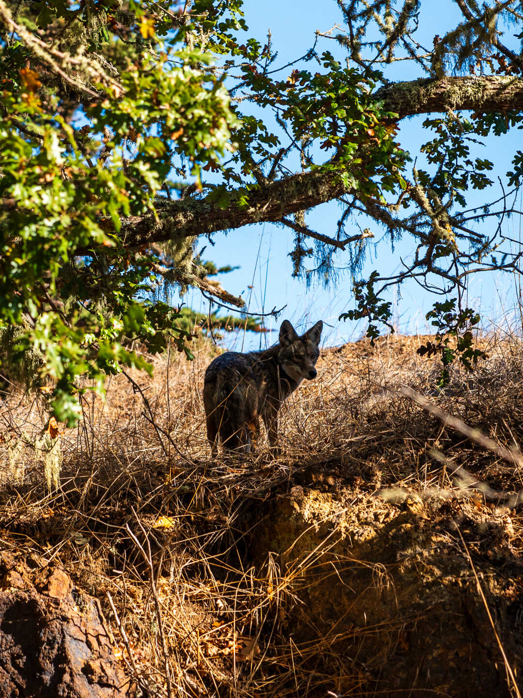 A coyote peers through the brush on Bernal Hill in San Francisco. Photo by Gayle Laird