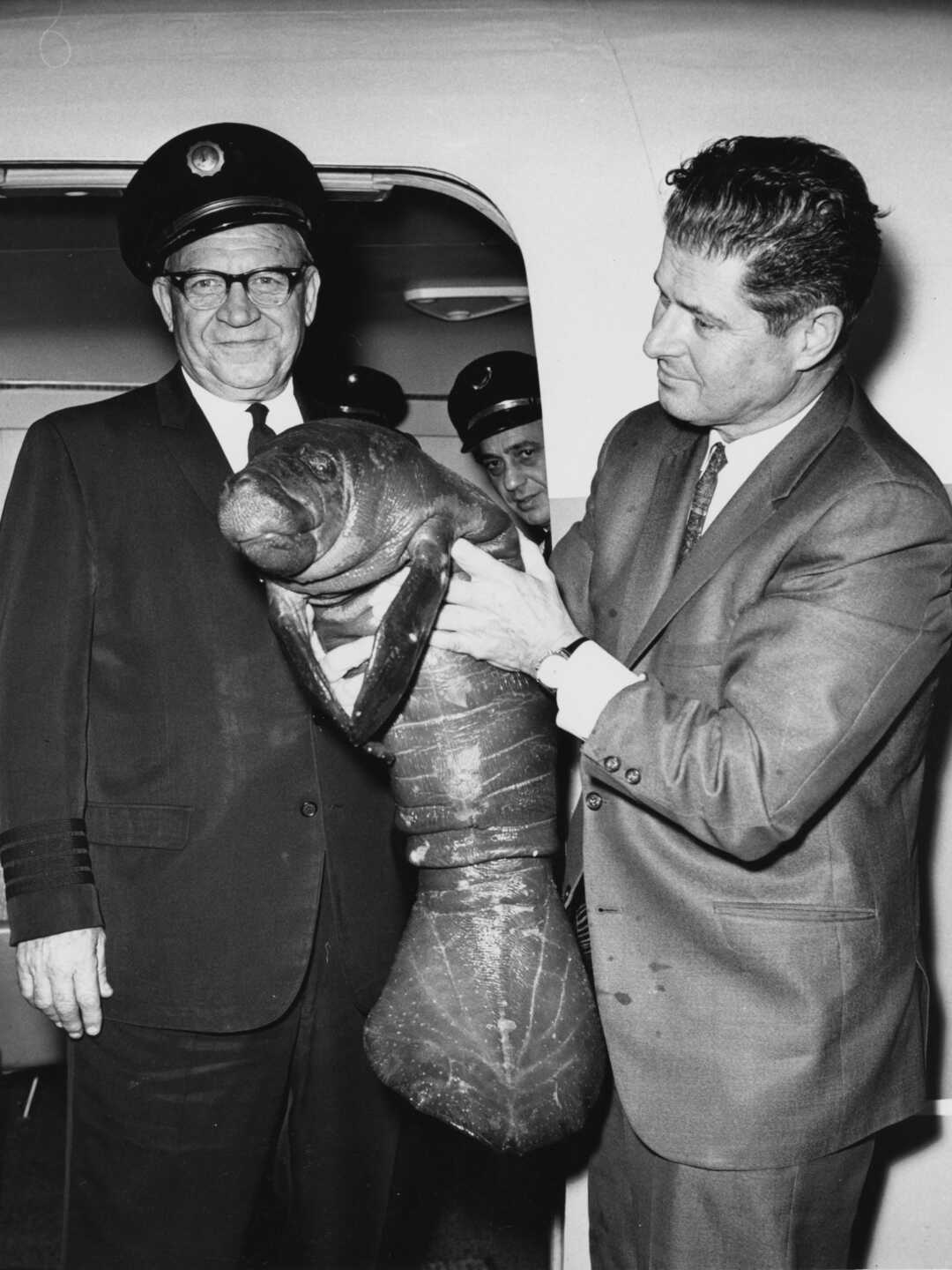 Black-and-white photo of Butterball the manatee arriving at SFO with Steinhart Aquarium Director Early Herald