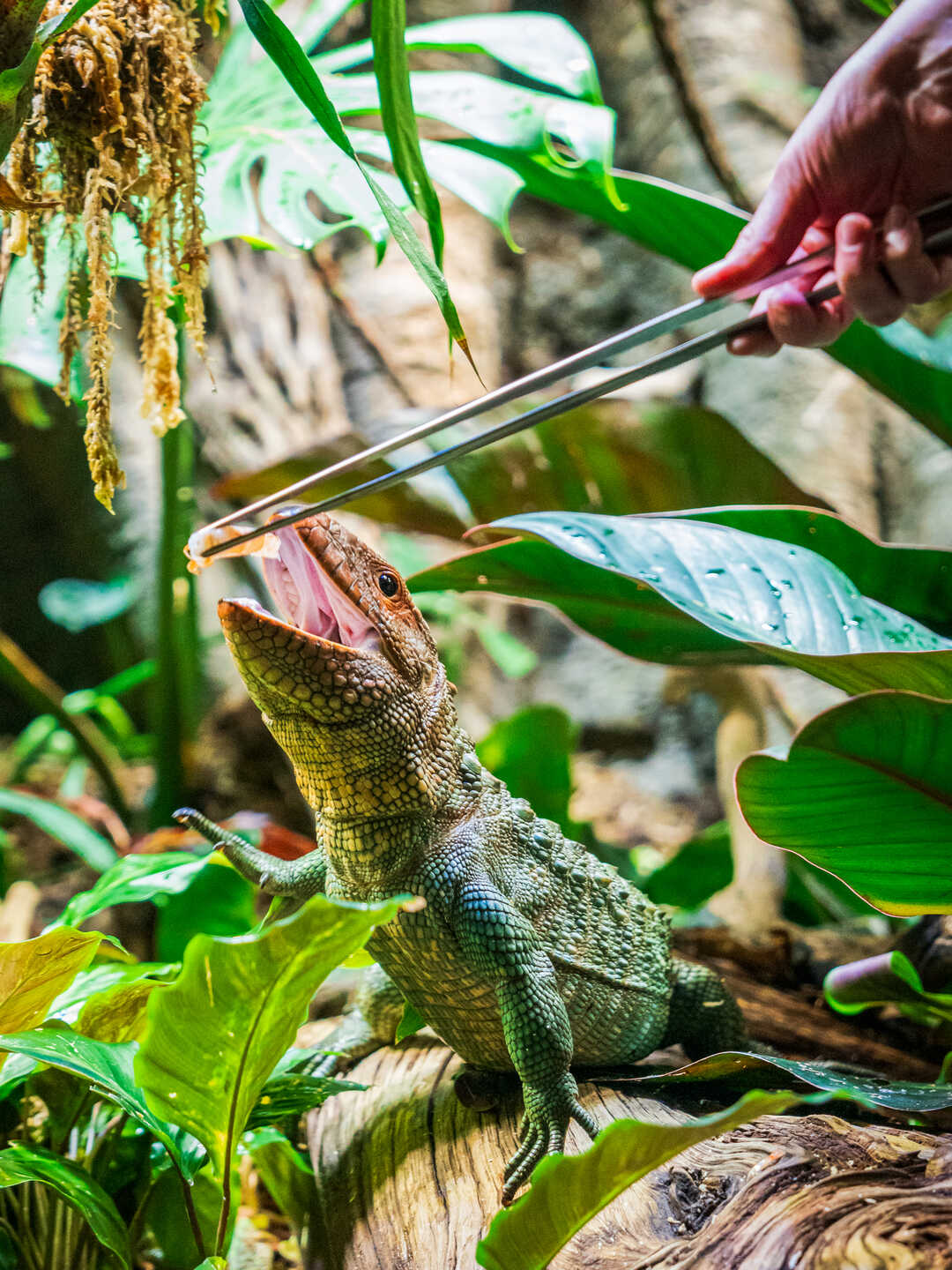 Caiman lizard accepting food from a large pair of tweezers held by a Steinhart Aquarium biologist. Photo by Gayle Laird