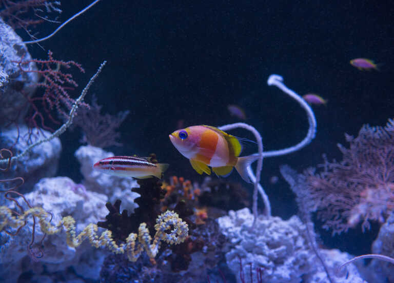 Twilight Zone: Deep Reefs Revealed | California Academy of Sciences