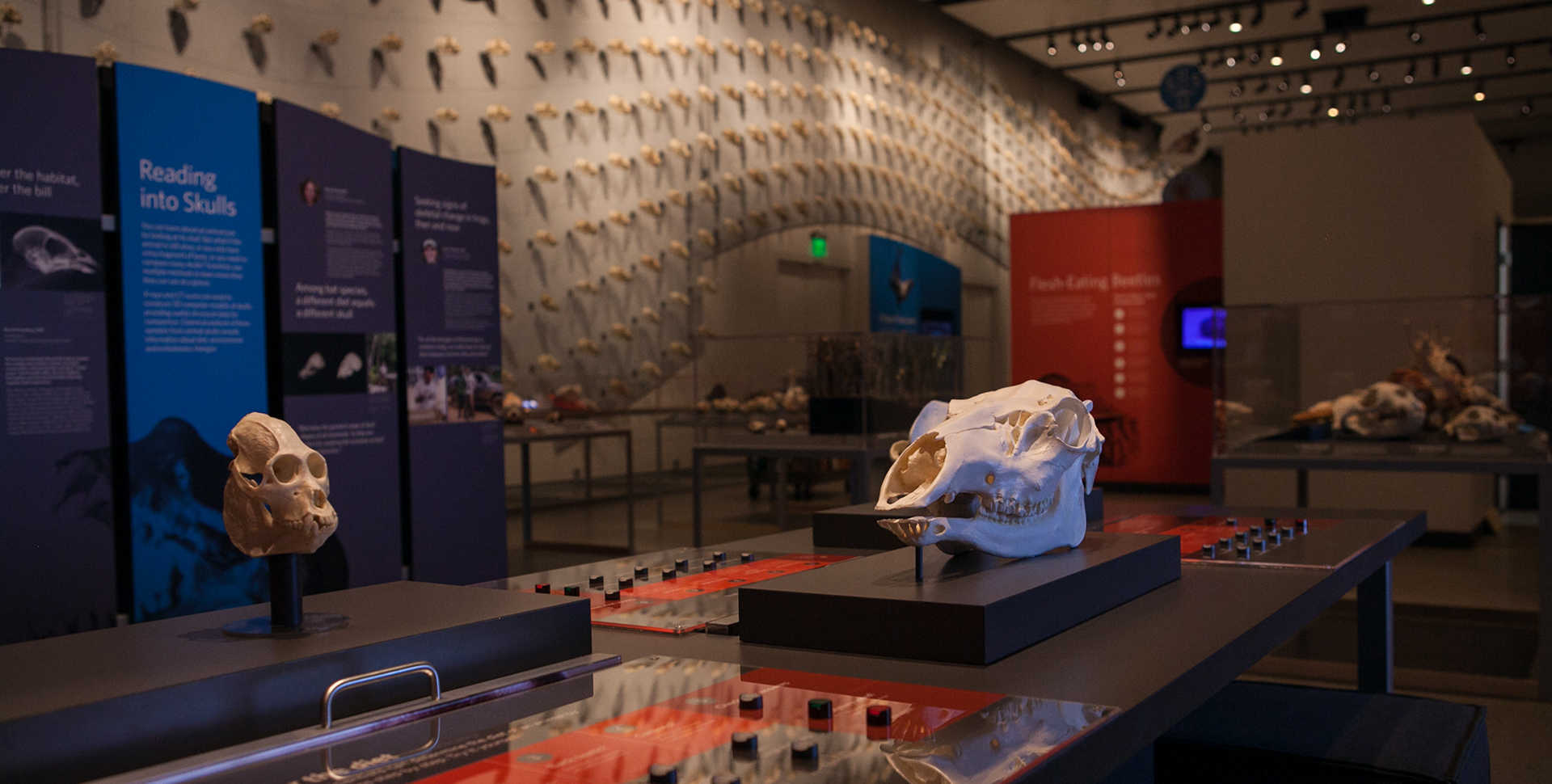 A 40,000-square-foot exhibit showcases more than 600 different skulls. 