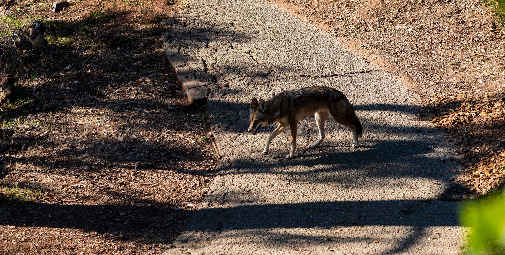 A female coyote on a path in Corona Heights Park in San Francisco. Photo by Gayle Laird
