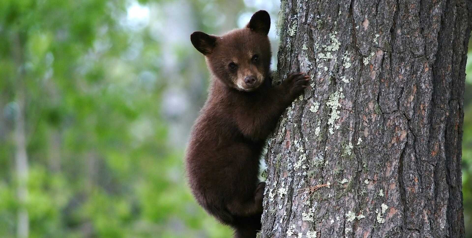 Bear cub climbing a tree in Canada's Great Bear Rainforest