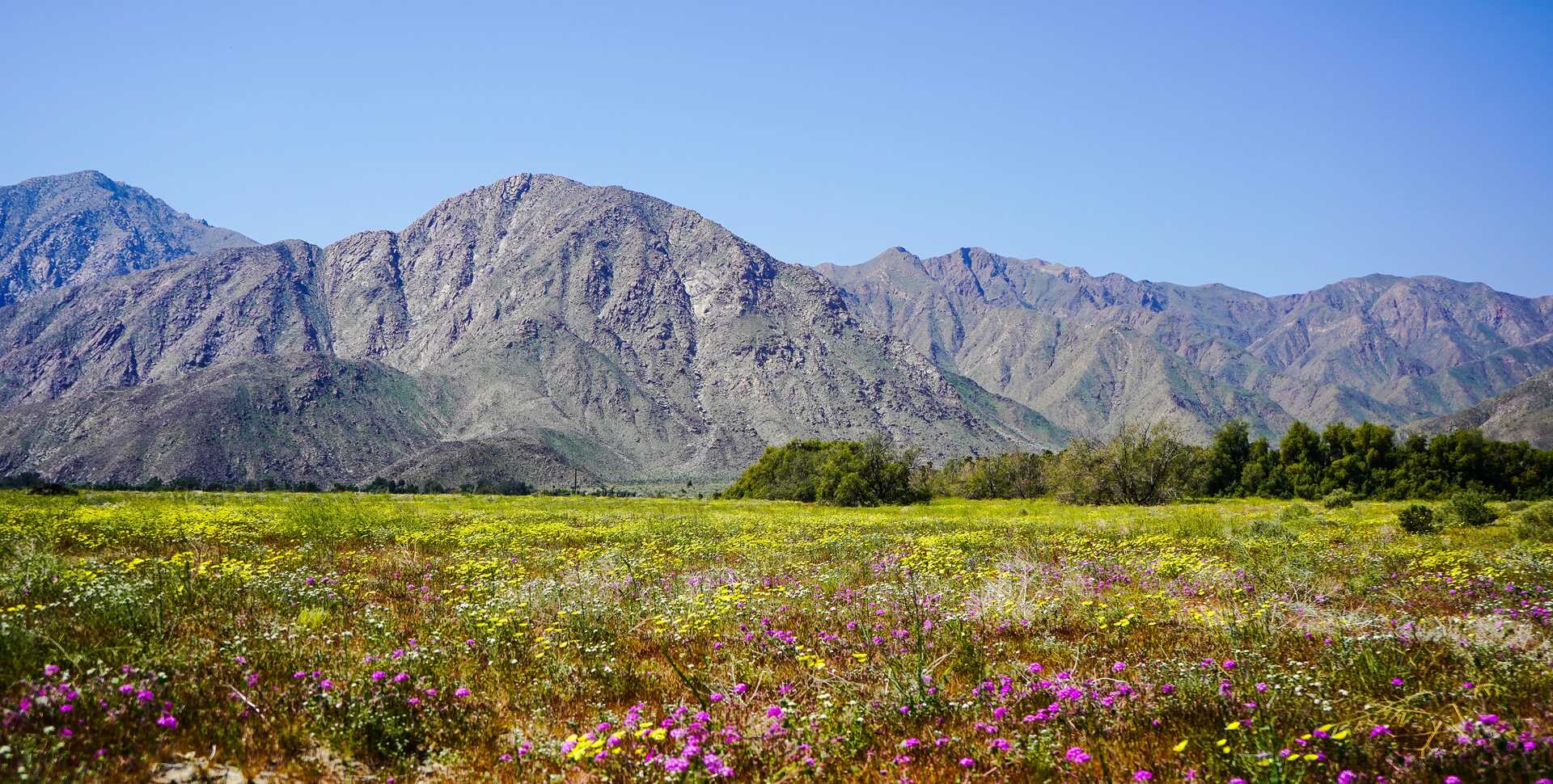 Dramatic vista in Anza Borrego state park with mountains in background and field of wildflowers in foreground