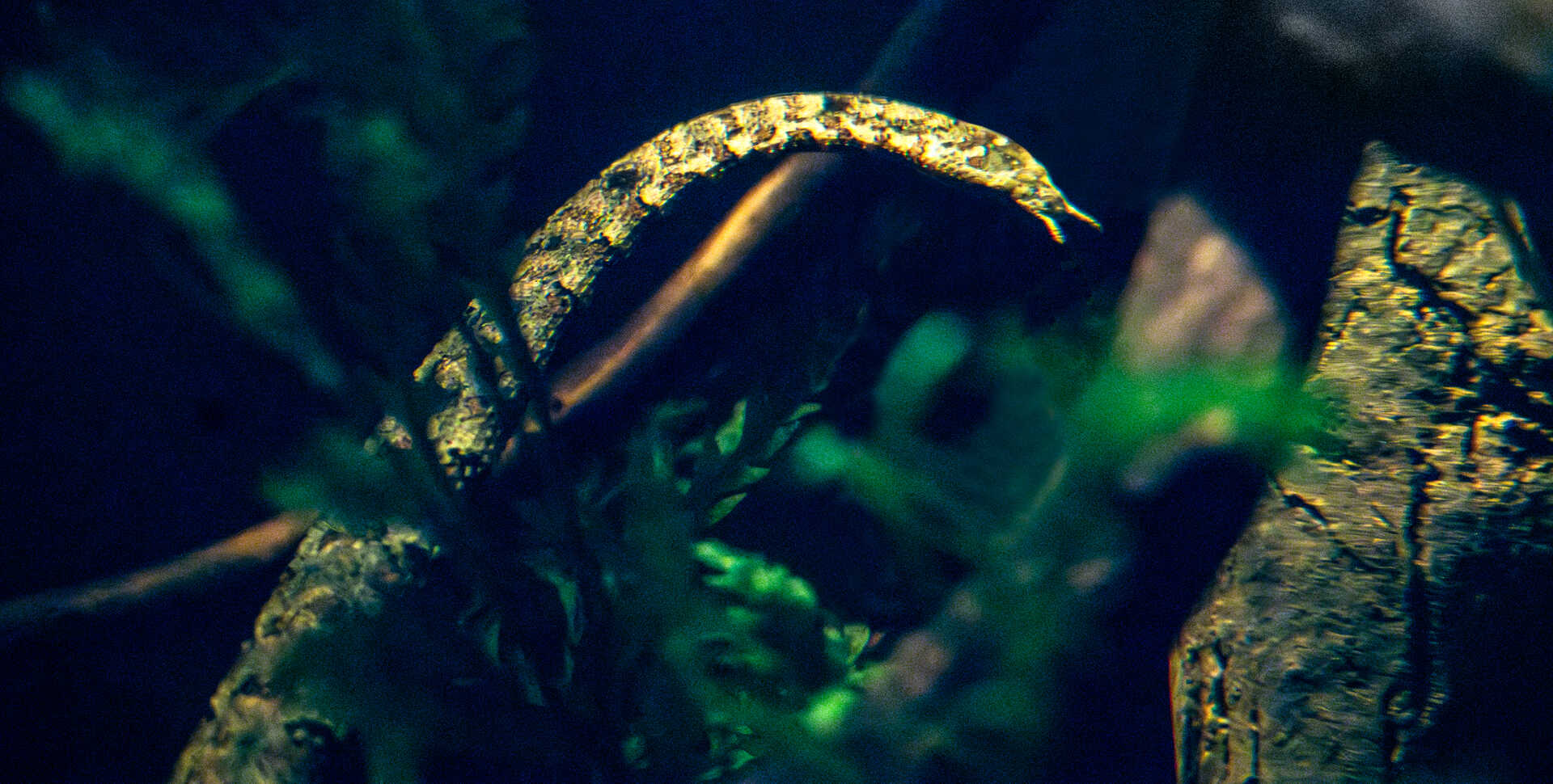 Tentacled snake on exhibit in Steinhart Aquarium at Cal Academy. Photo by Gayle Laird