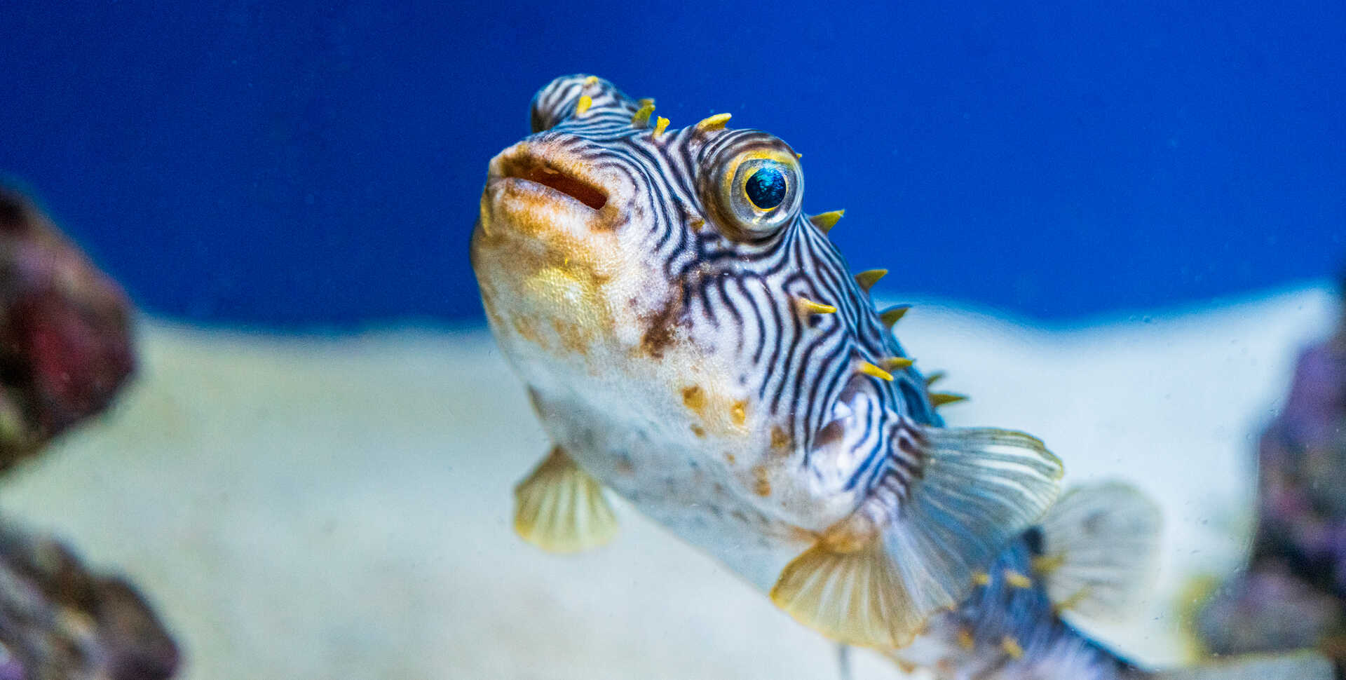 Very cute striped burrfish with big bulging eyes and maze pattern skin on exhibit in Steinhart Aquarium at Cal Academy. Photo by Gayle Laird