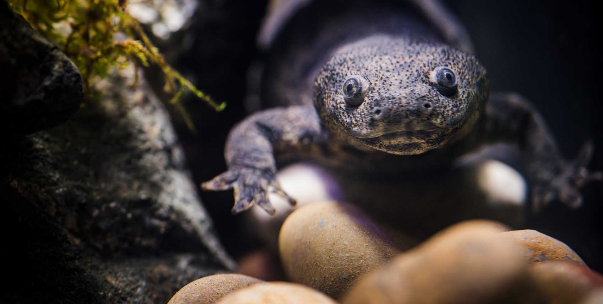 Close-up of Iberian ribbed newt on exhibit in Steinhart Aquarium at Cal Academy. Photo by Gayle Laird