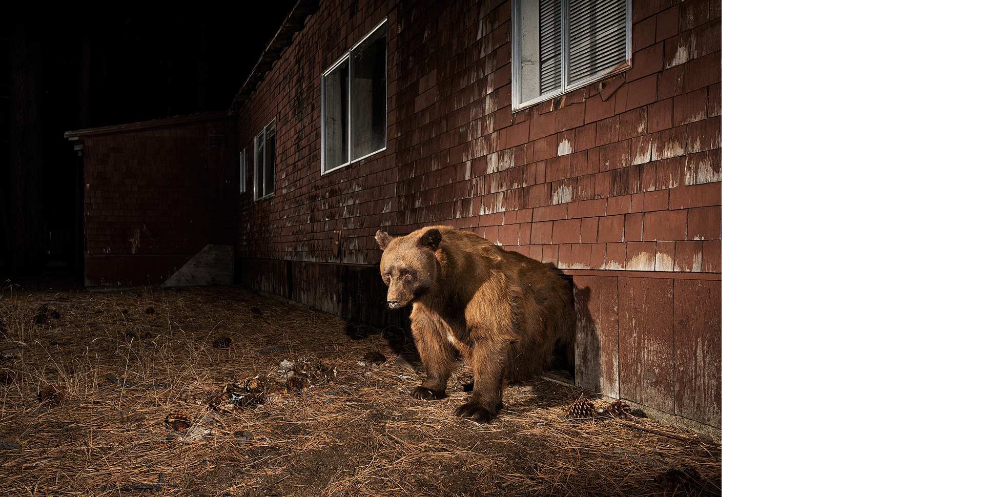 A black bear emerges from a house basement in the night in South Lake Tahoe. Photo by Corey Arnold