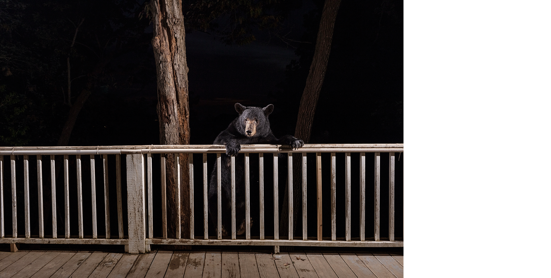 Black bear climbs onto a deck during the night. Photo by Corey Arnold