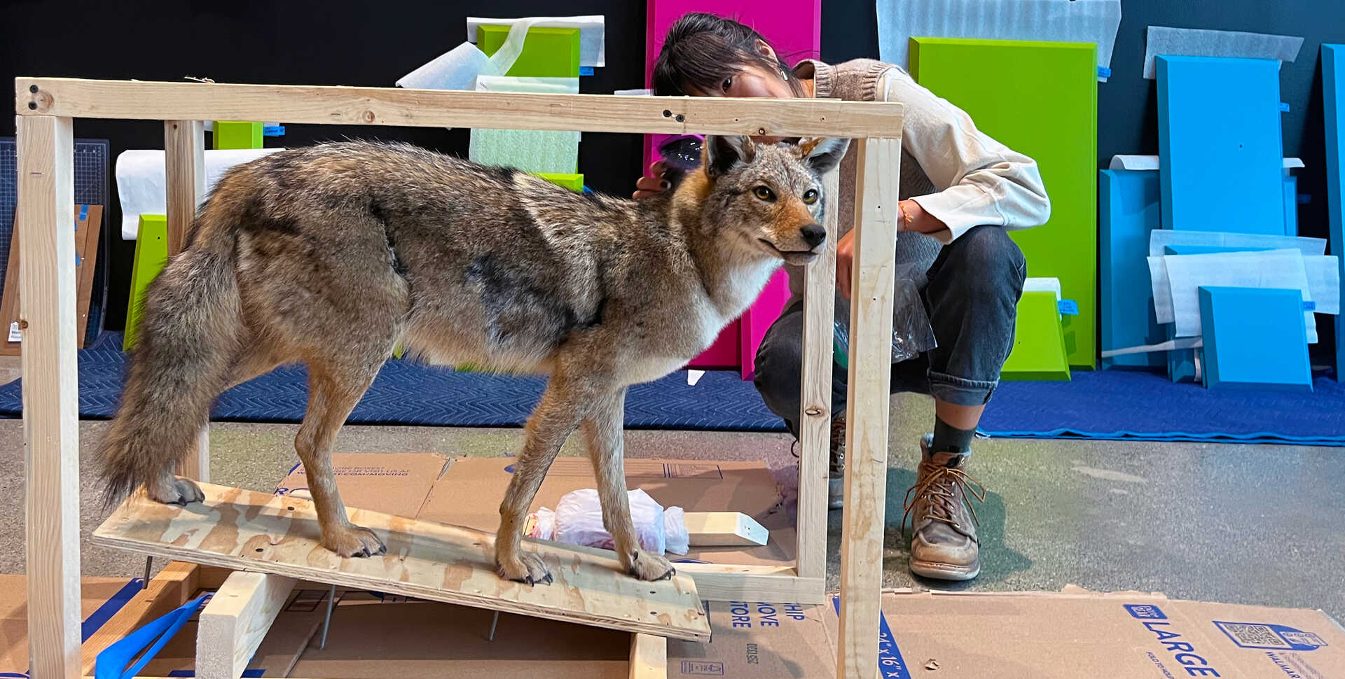 Exhibit Preparator Liza Yee readies a coyote specimen for display in California: State of Nature. Photo by Nicole Manis