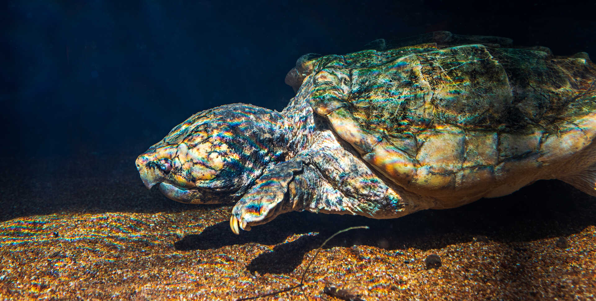 One of 3 alligator snapping turtles on exhibit at Steinhart Aquarium at Cal Academy. Photo credit: Gayle Laird