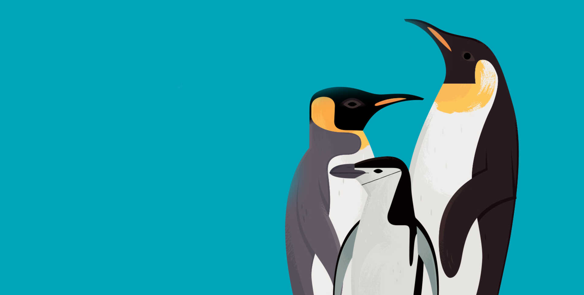 Illustration of 3 penguin species against a teal background