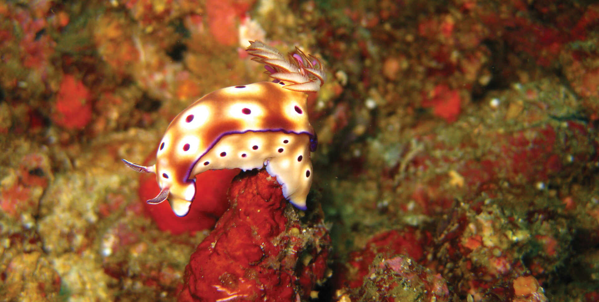 Underwater photo of orange and white spotted nudibranch in the Philippines. Photo by Meg Burke